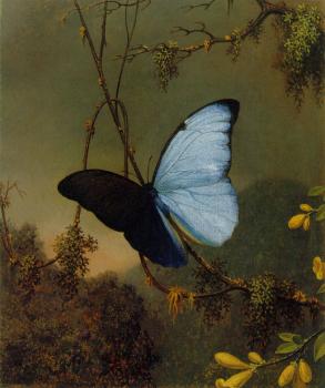 Martin Johnson Heade : Blue Morpho Butterfly